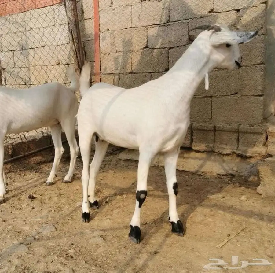 فحل بيشي أكحل صنف و معرف 8