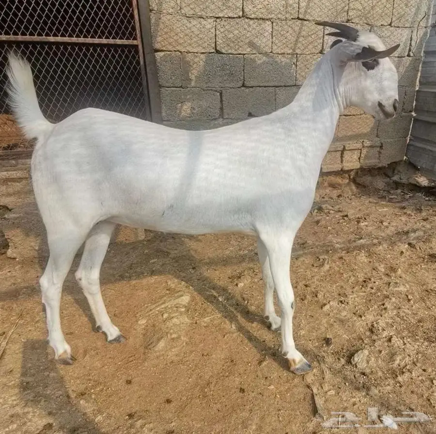 فحل بيشي أكحل صنف و معرف 4