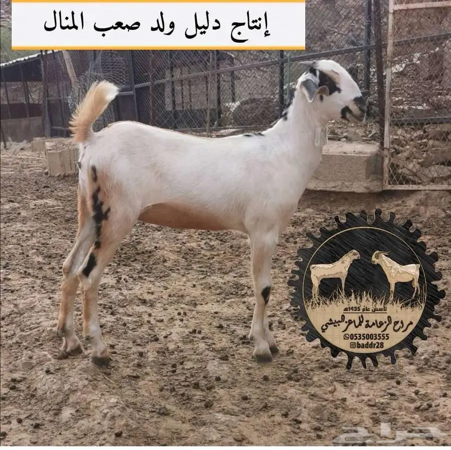 فحل بيشي أكحل صنف و معرف 19