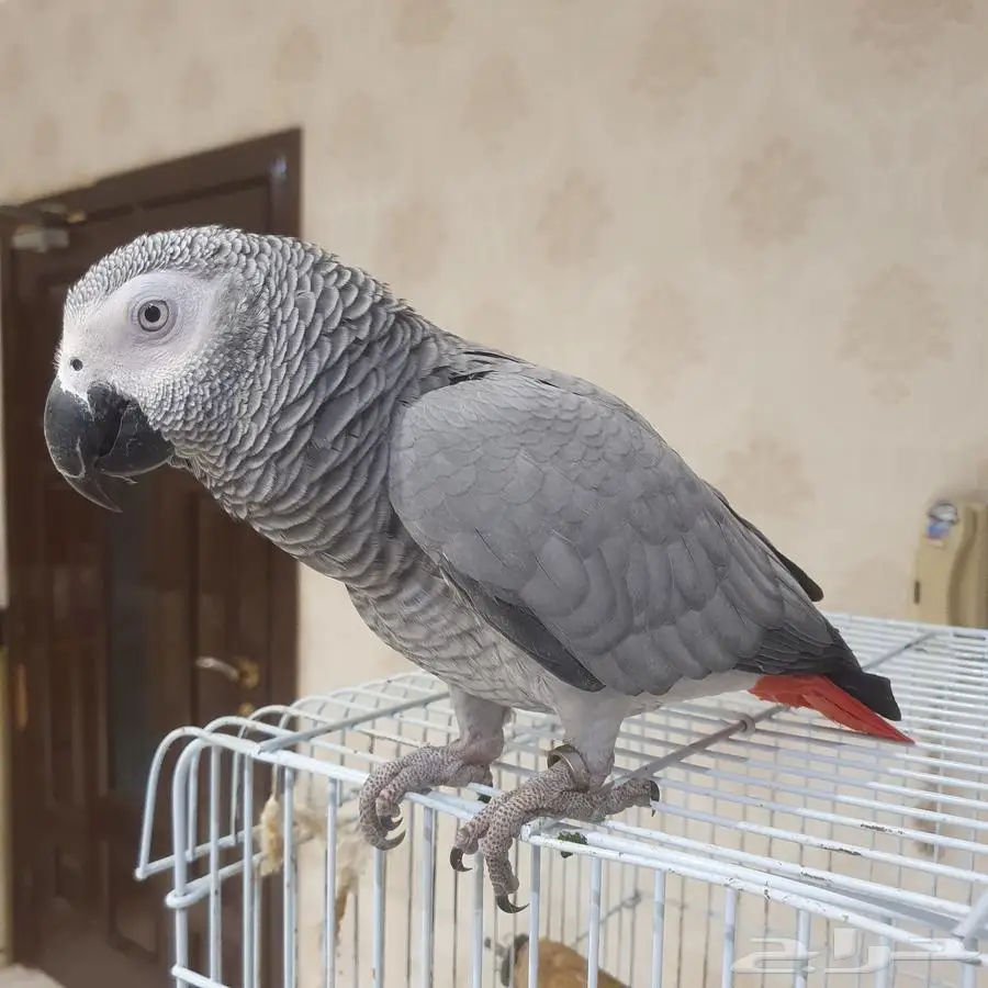 ببغاء أفريقي كاسكو 0