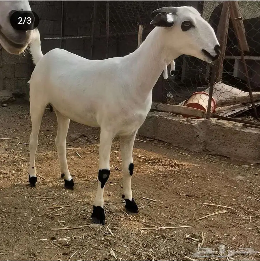 فحل بيشي أكحل صنف و معرف 7