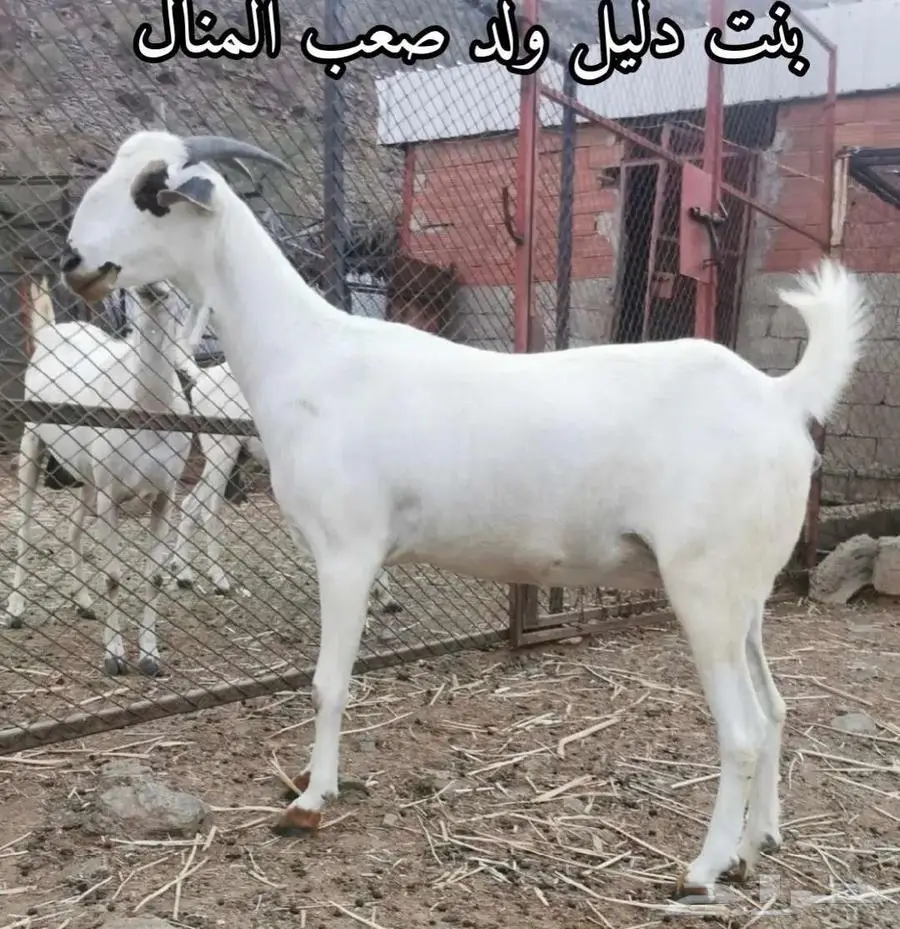 فحل بيشي أكحل صنف و معرف 3