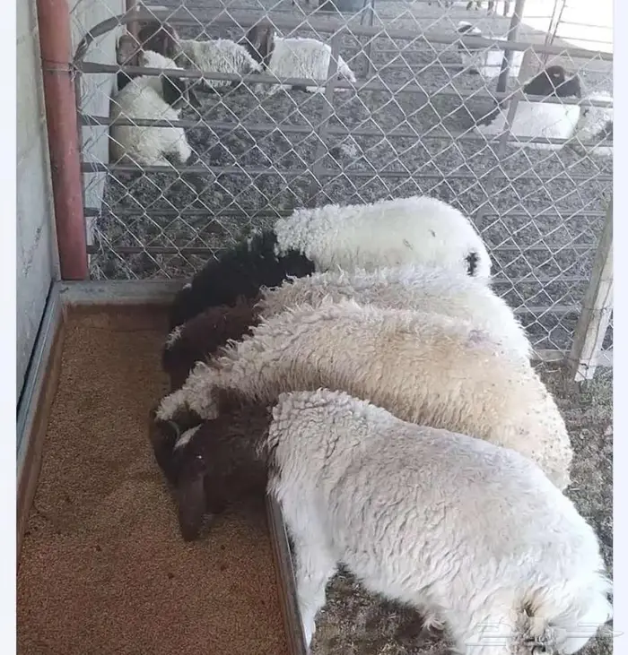 ذبائح برية 1