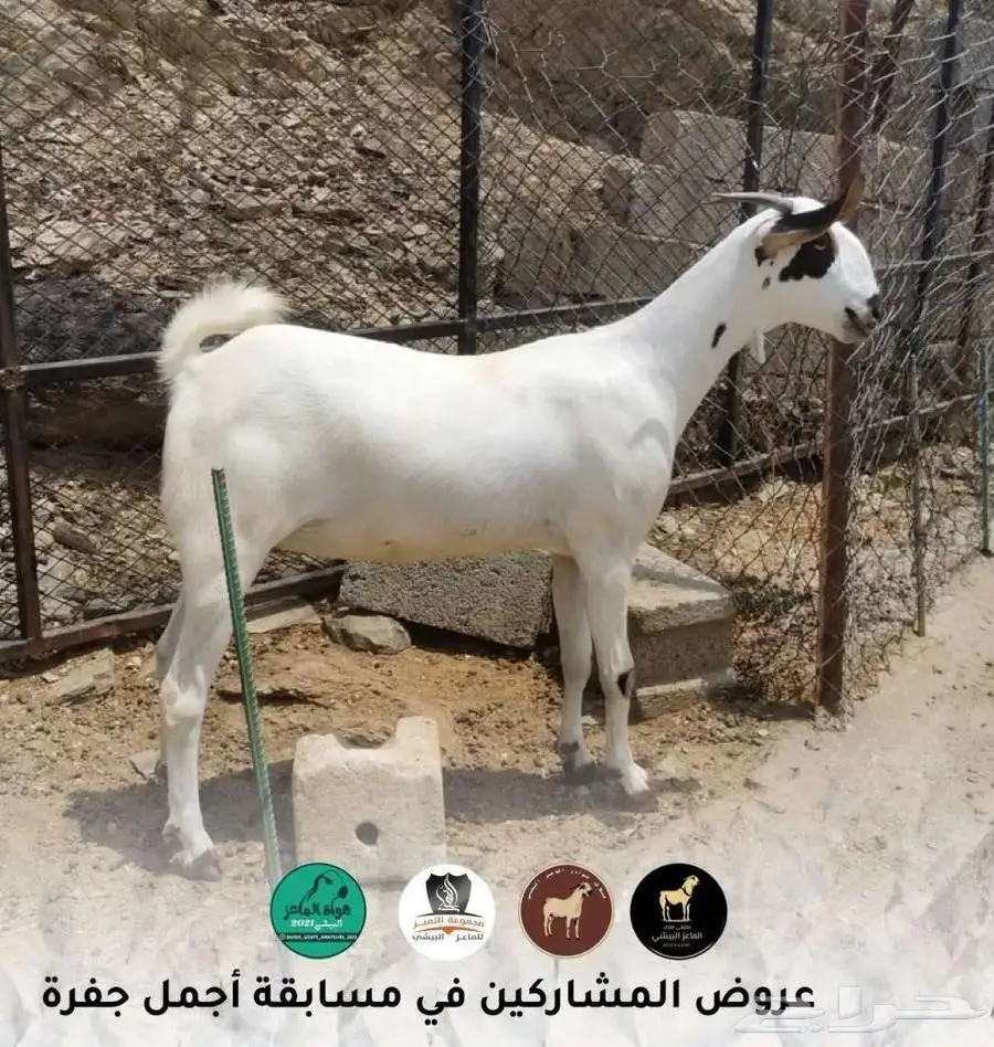 فحل بيشي أكحل صنف و معرف 5