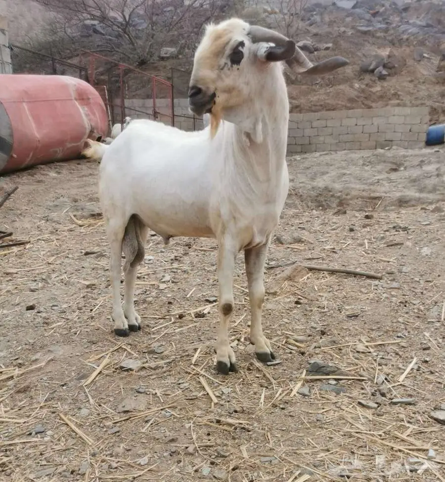 فحل بيشي أكحل صنف و معرف 20