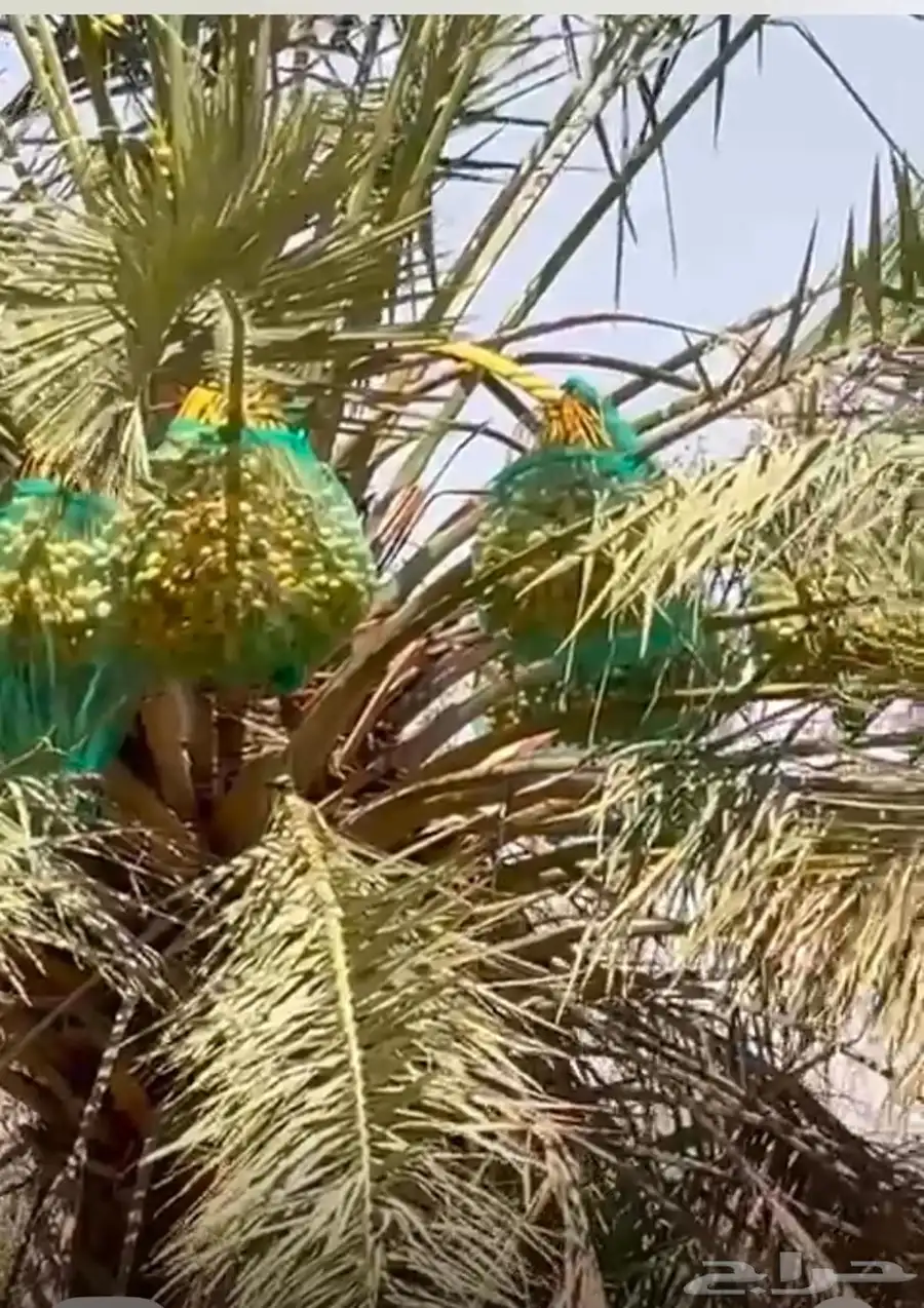 للبيع ثمار نخيل من الخلاص الفاخر عددها مائه 100 0