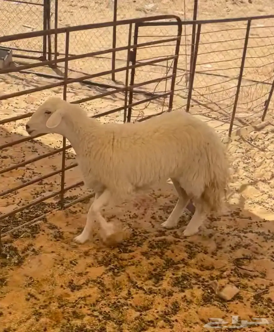 حريه رباع 0