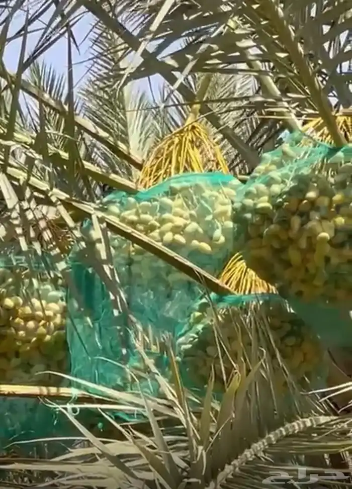للبيع ثمار نخيل من الخلاص الفاخر عددها مائه 100 1