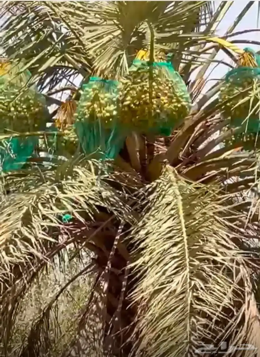 للبيع ثمار نخيل من الخلاص الفاخر عددها مائه 100 3