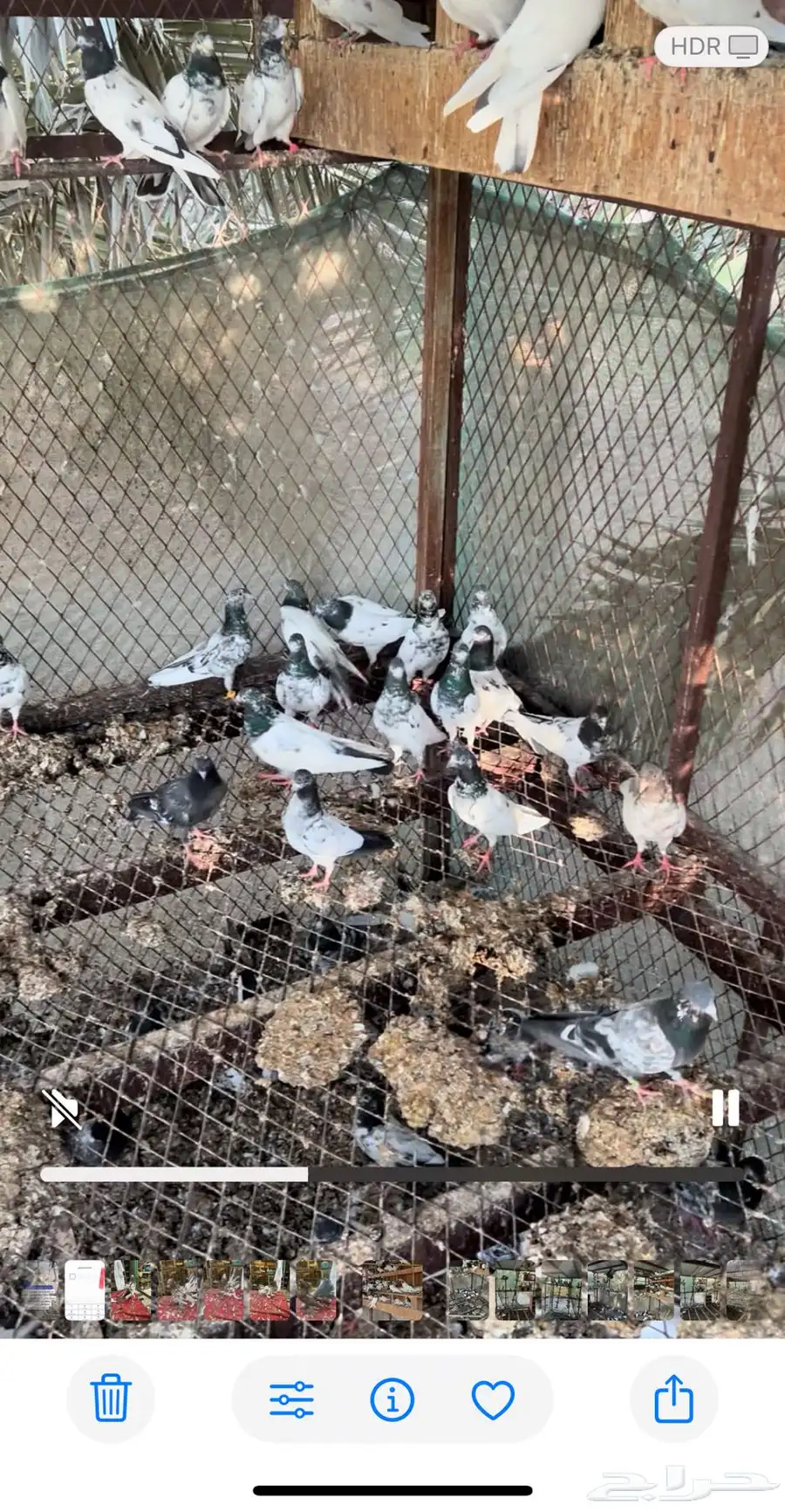 حمام باكستانى تيدي وغيرها من اصول. الباكستاني 0