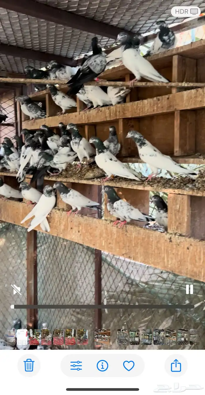 حمام باكستانى تيدي وغيرها من اصول. الباكستاني 2