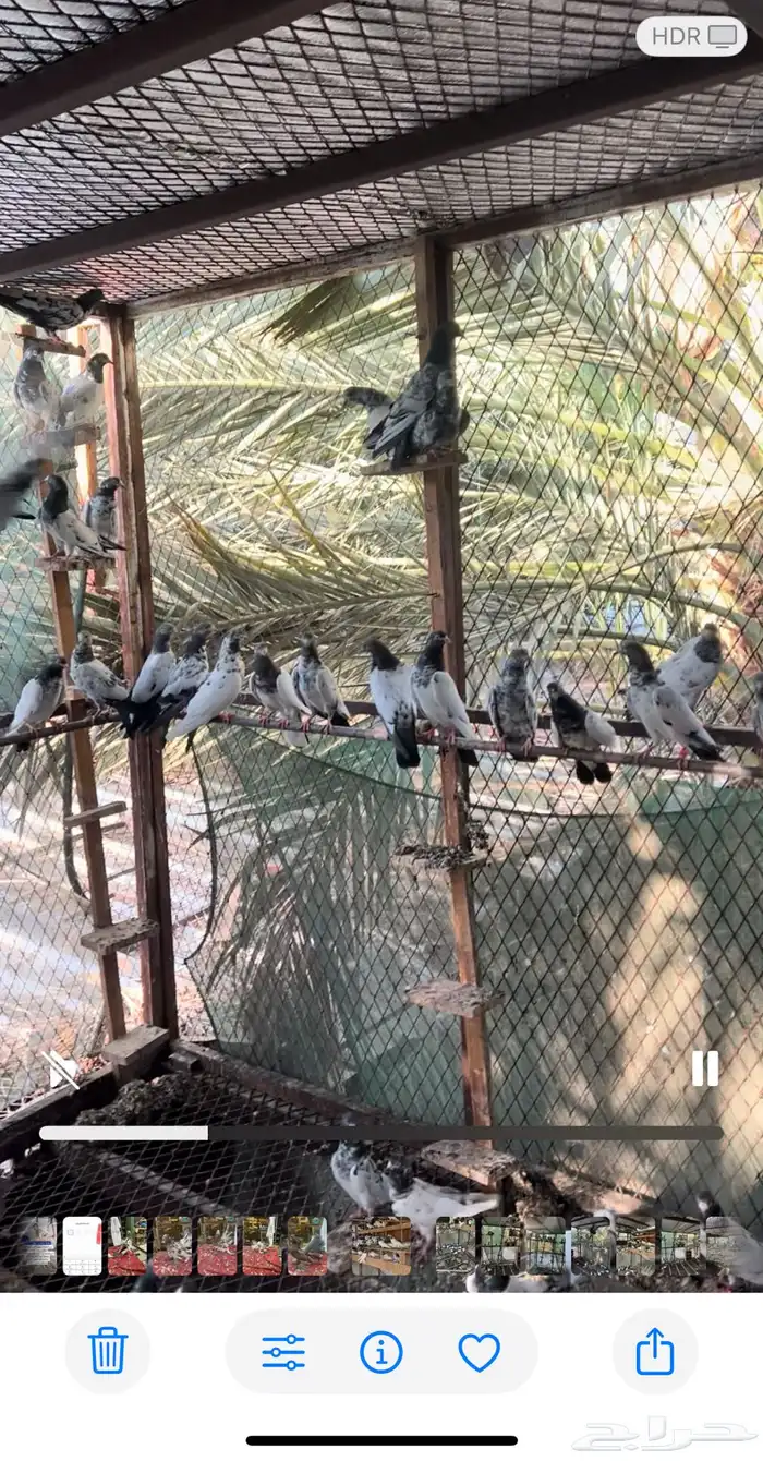 حمام باكستانى تيدي وغيرها من اصول. الباكستاني 1