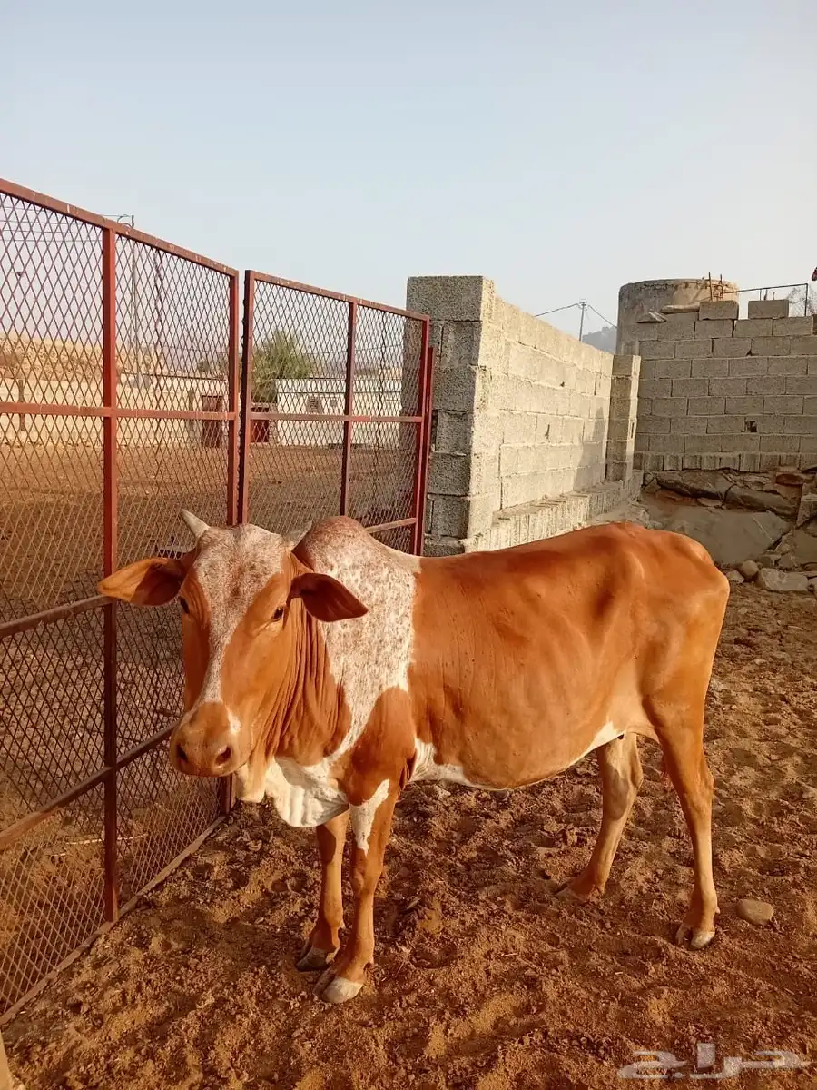 بقره للبيع 0
