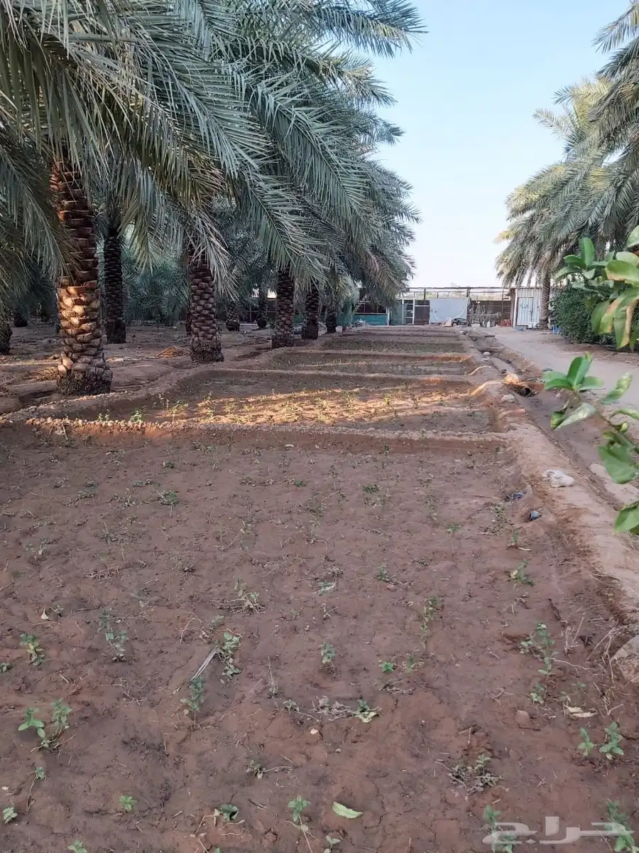 للبيع مزرعه بالرايسية في عنيزه 3