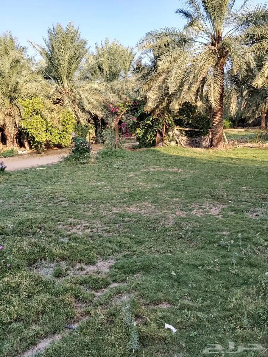 للبيع مزرعه بالرايسية في عنيزه 8