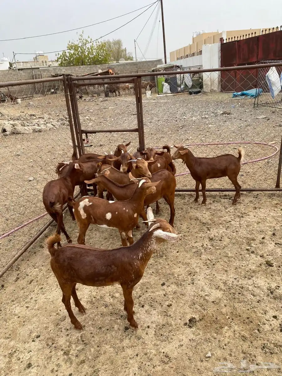 10 جفار index