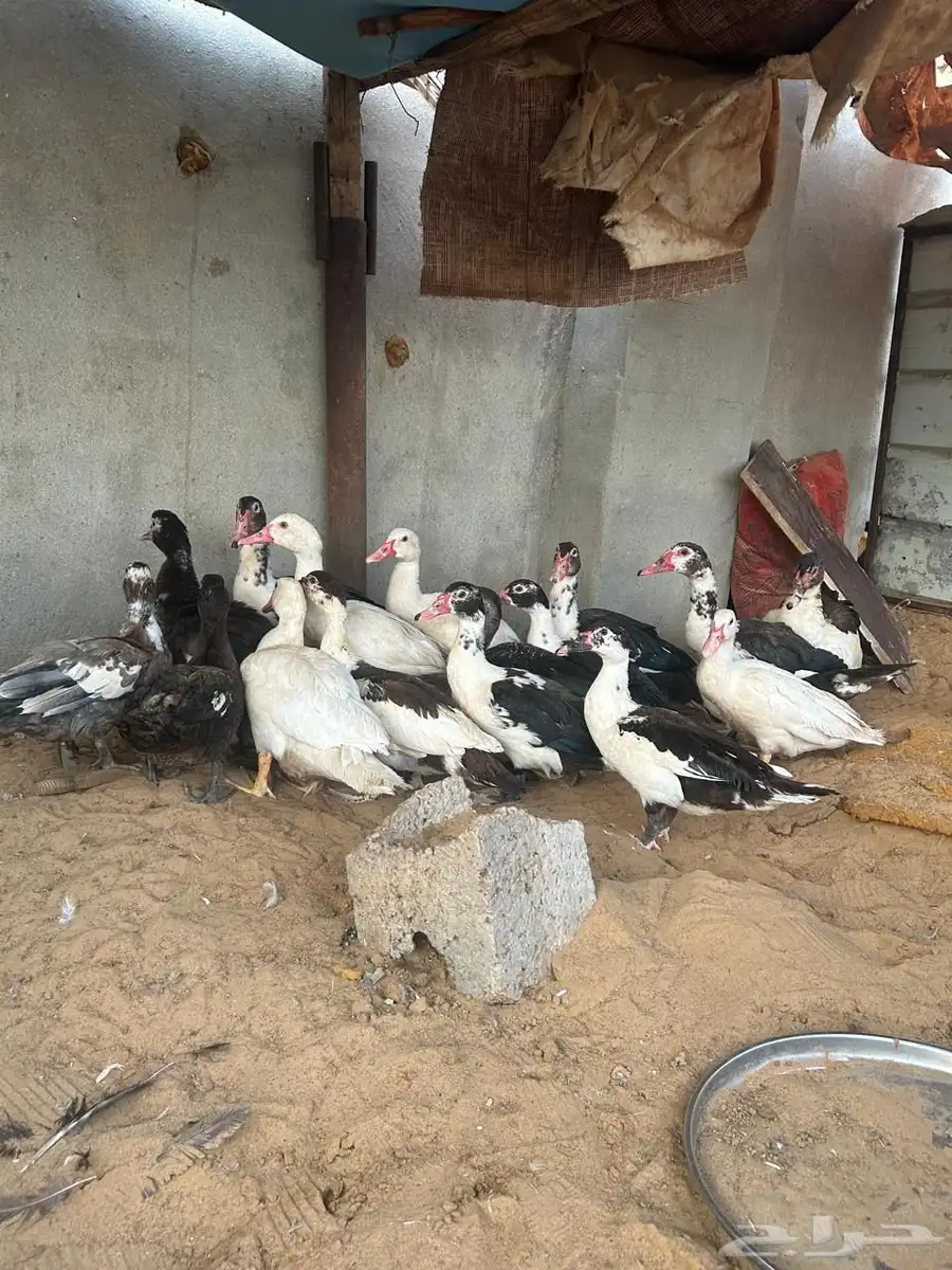 بط مصري 0
