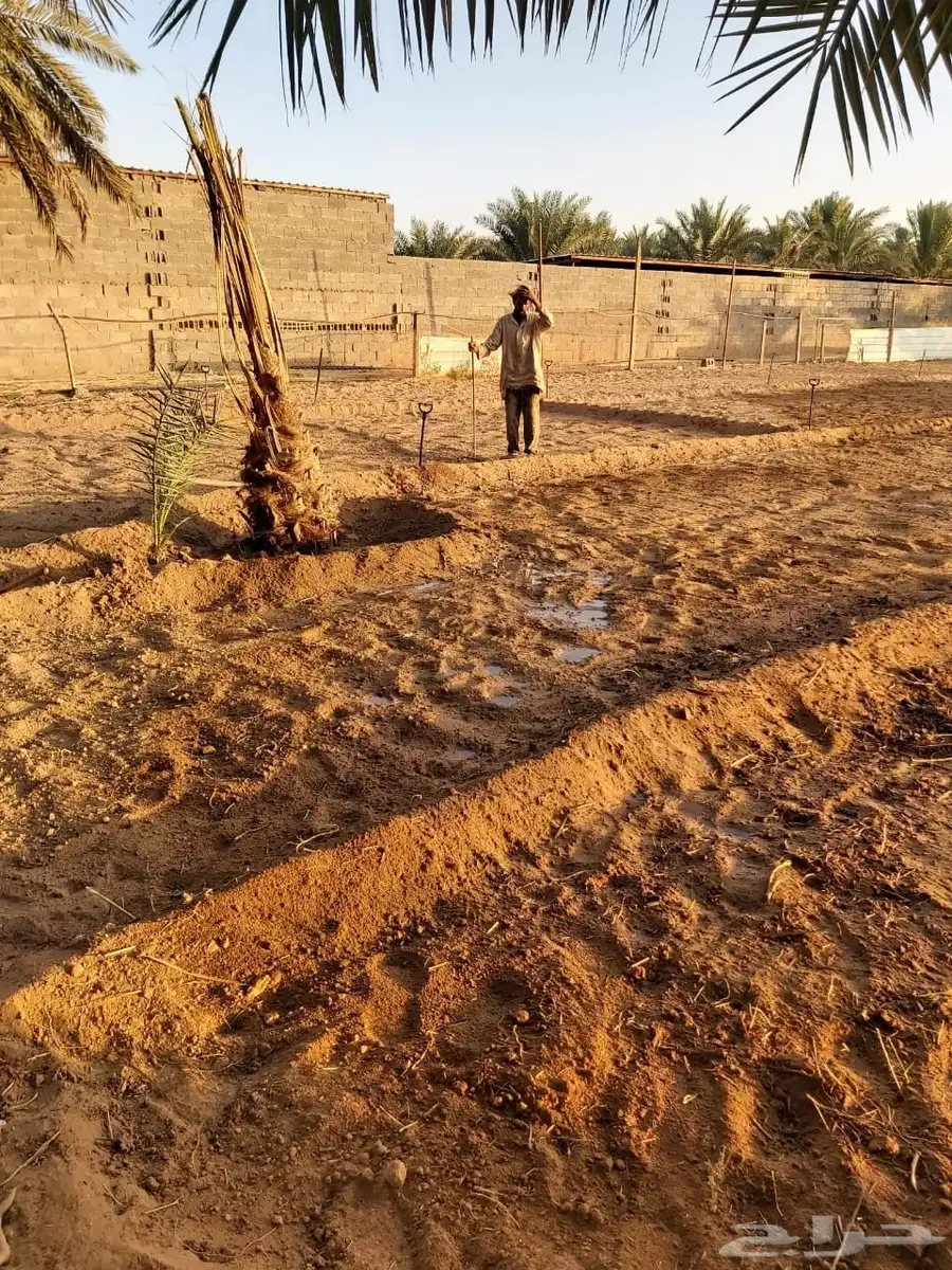 للبيع مزرعه بالرايسية في عنيزه 1