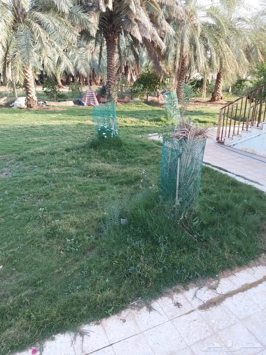 للبيع مزرعه بالرايسية في عنيزه 9