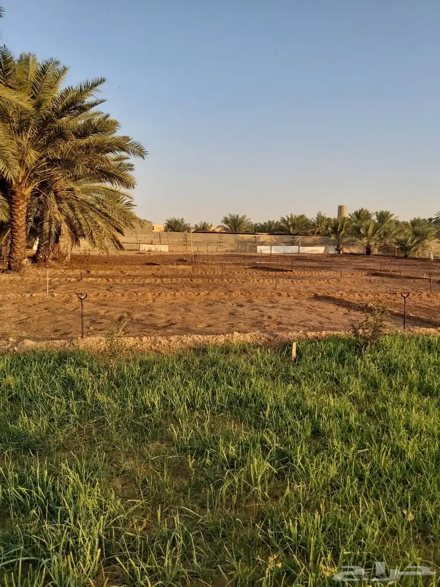للبيع مزرعه بالرايسية في عنيزه 0
