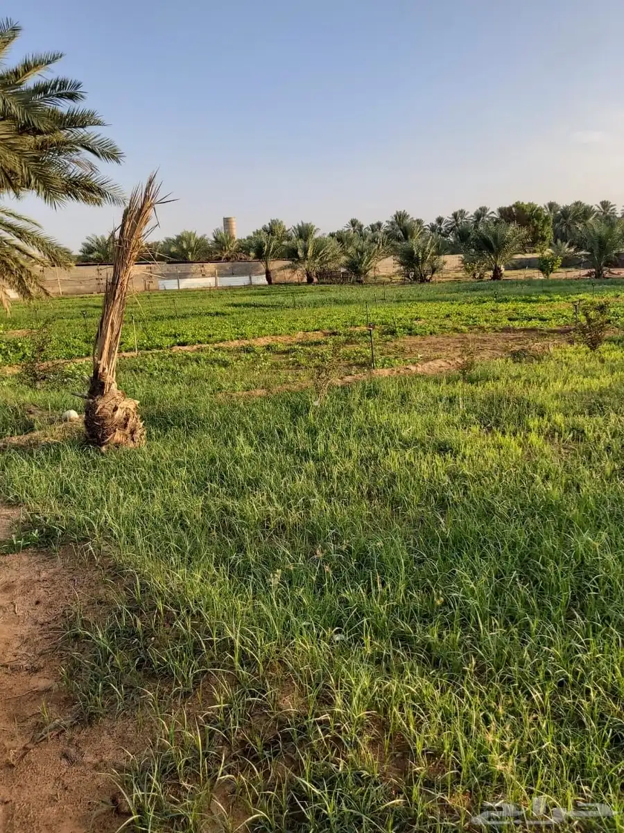 للبيع مزرعه بالرايسية في عنيزه 10