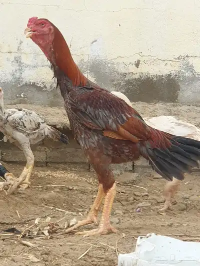 ديك باكستاني 0