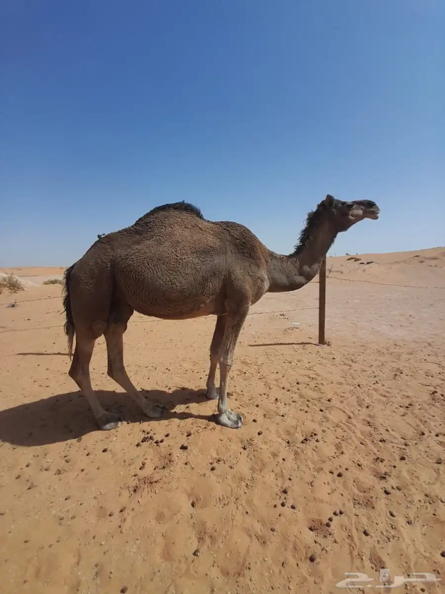 ناقه حايل قصب index