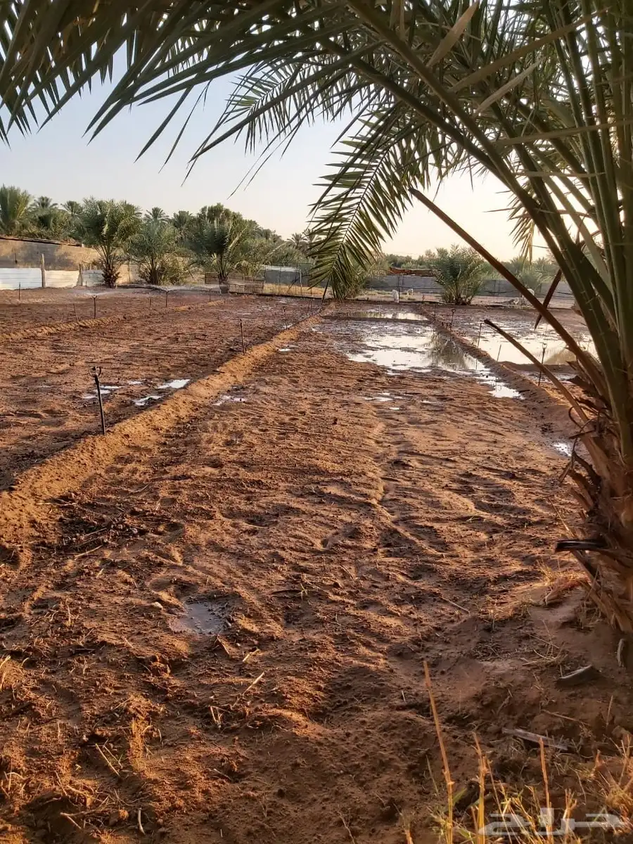 للبيع مزرعه بالرايسية في عنيزه 4