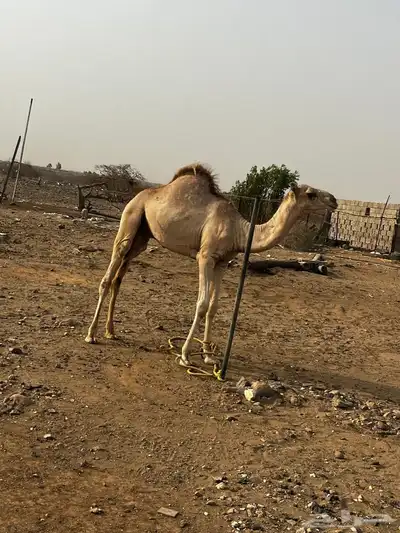 حاشي للبيع 0