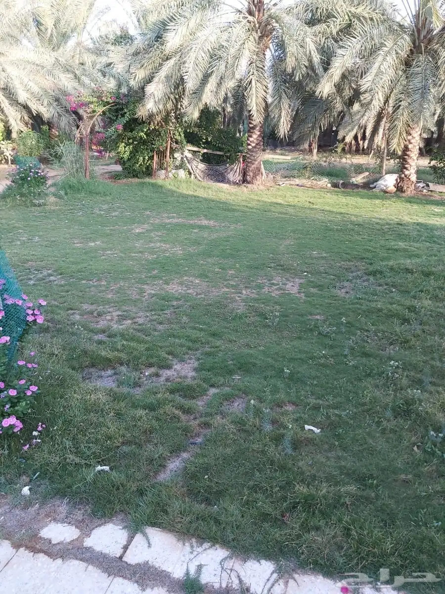 للبيع مزرعه بالرايسية في عنيزه 7