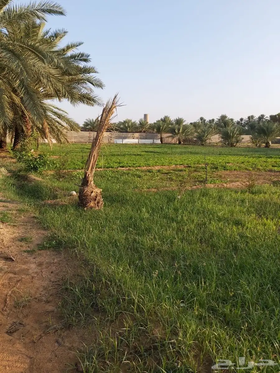 للبيع مزرعه بالرايسية في عنيزه 5