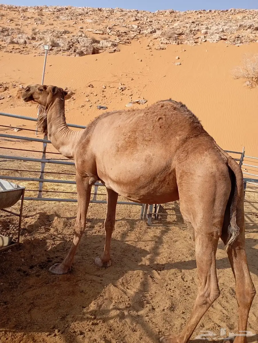 ناقه صفرا 0