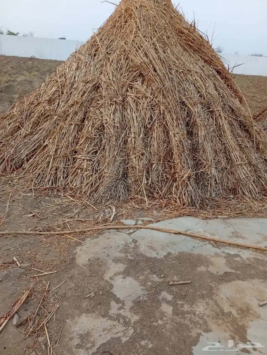قصب للبيع 0