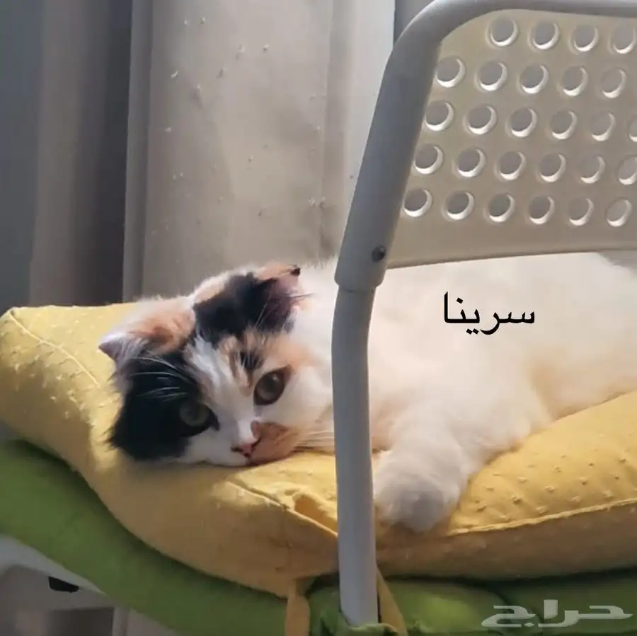 انثى سكوتش فولد لتبني 0