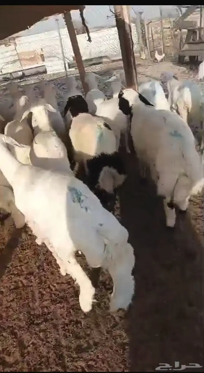 حري للبيع عرض خاص فقط ليوم الجمعه يوم واحد فقط 0