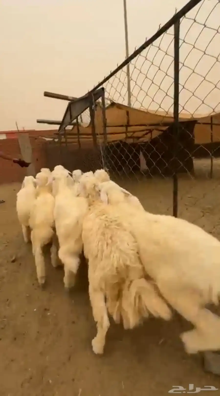 12 طليان سمان ونظاف تبارك الرحمن 4