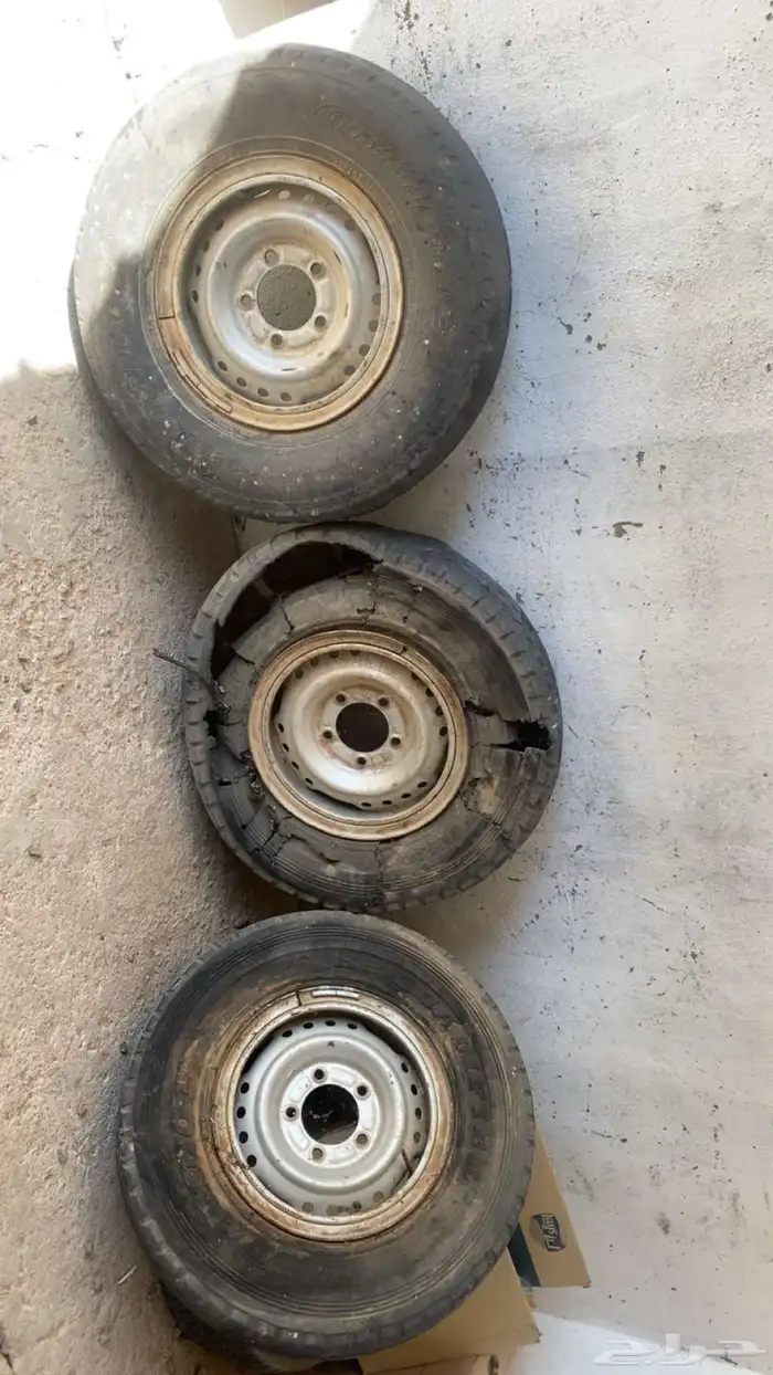 جنوط شنبر للبيع 3