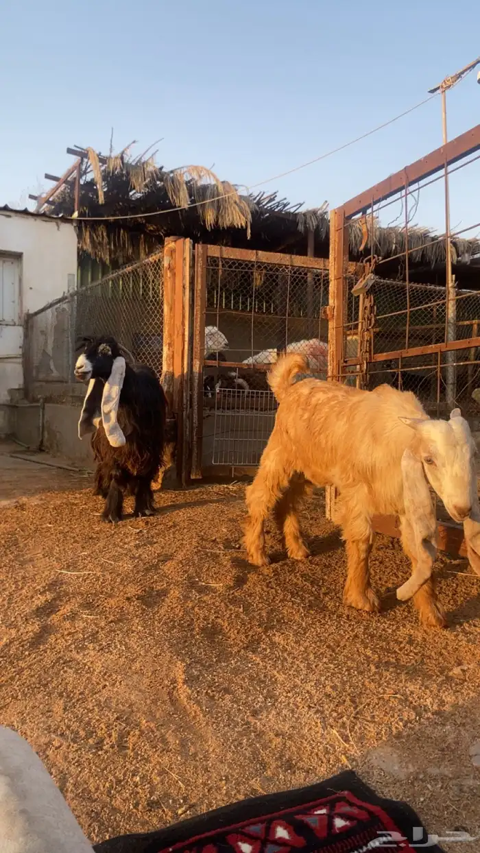 تم البيع 2