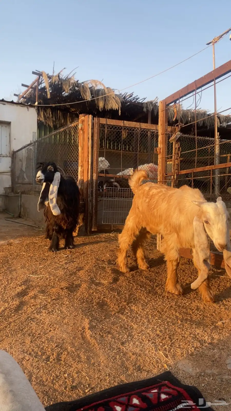 عنز عارضه وسنها ثنيه ومعها تيس طيب بالحيل عمره فوق 4 شهور 2