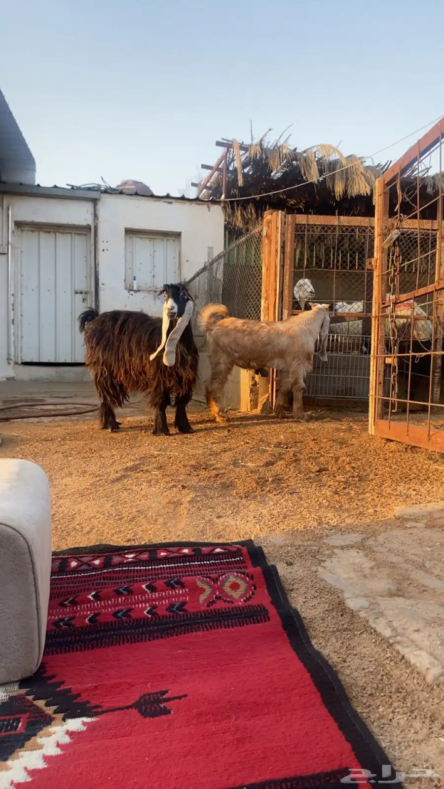 عنز عارضه وسنها ثنيه ومعها تيس طيب بالحيل عمره فوق 4 شهور 0