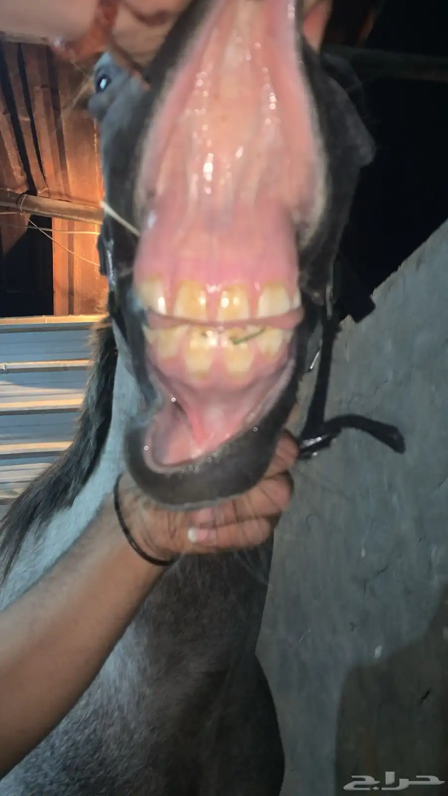 خيل شعبي index
