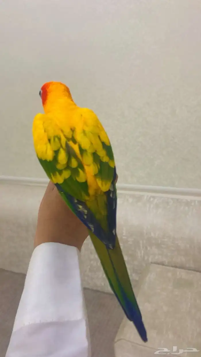صن كنيور اليف وحجم 2