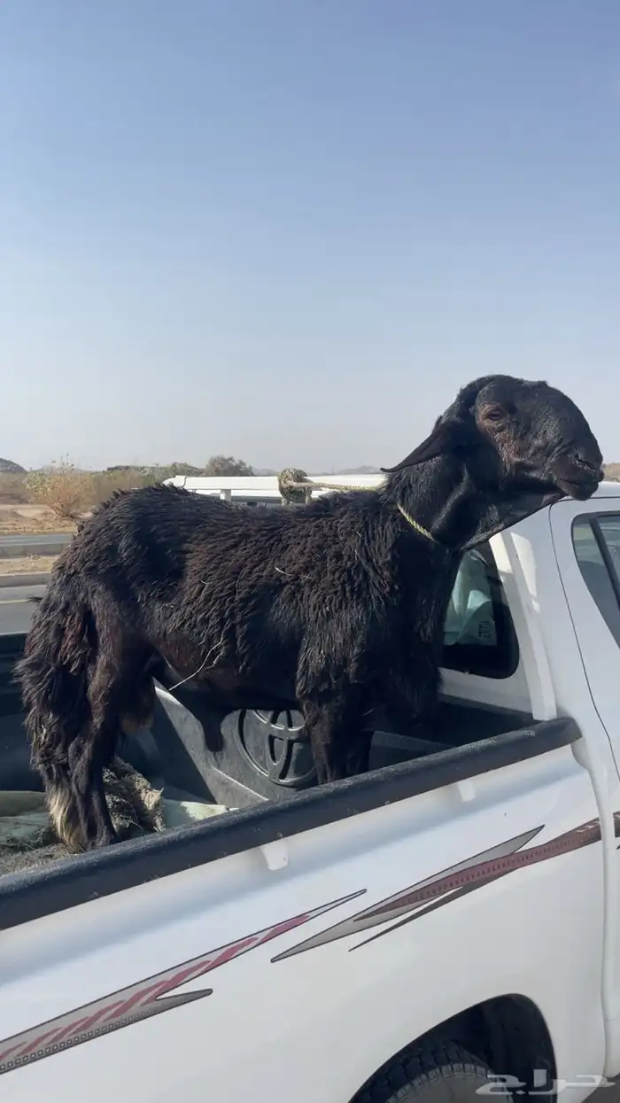 خروف فحل ثني طالع ربعه مشروط وانتاجه معه مايركب الا احد يكش 2