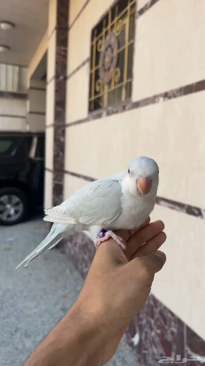 ببغاء فرخ كويكر دايلوت 0