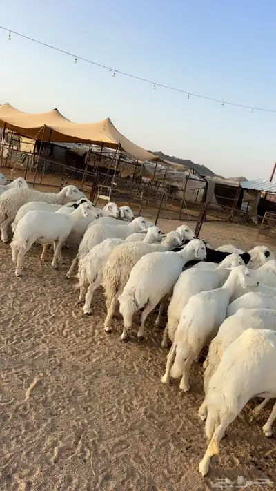 غنم للبيع العدد 50 راس حصيب تولد 0