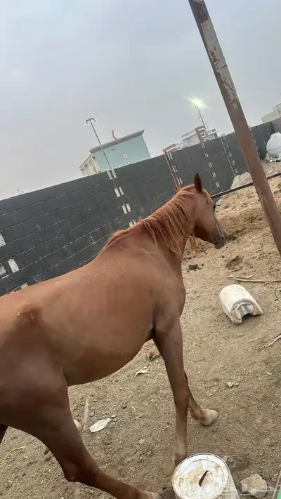 خيل للبيع 8