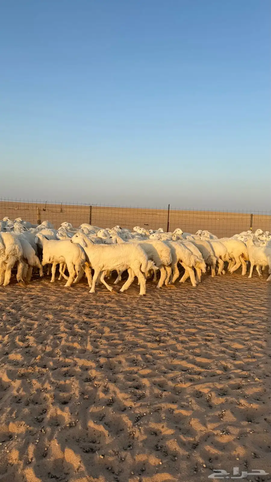 رخال جذعات حريات منوة الموؤسس حرش وهاوي الزين 7