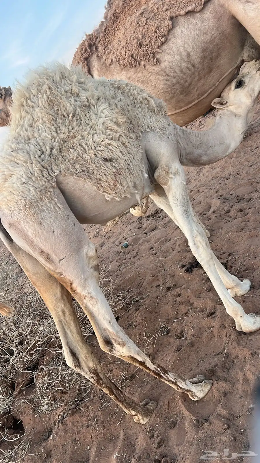 حشو لبانيه بريه العدد ثلاثه قعودين وبكره 2