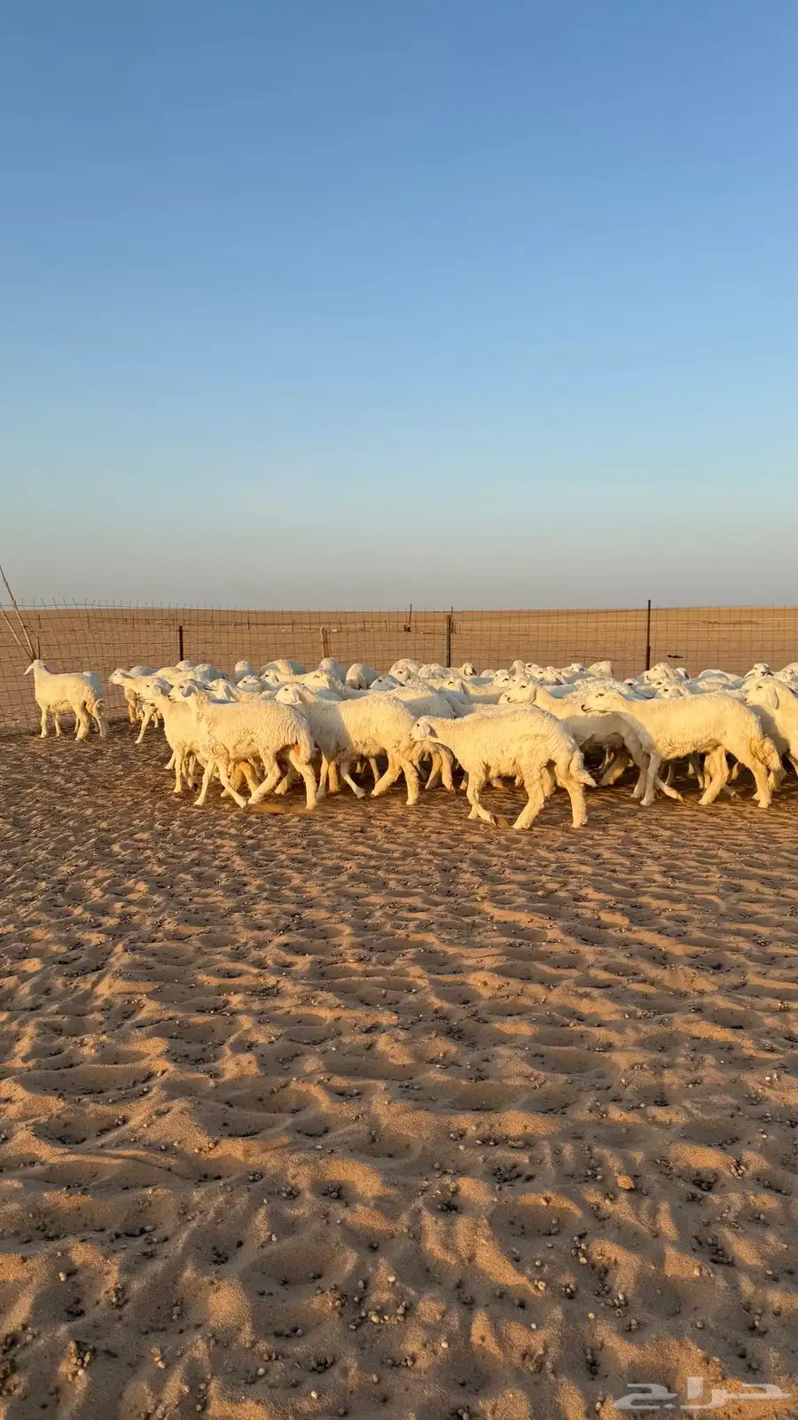 رخال جذعات حريات منوة الموؤسس حرش وهاوي الزين 9