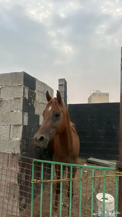 خيل للبيع 10